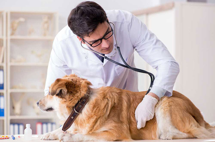 Veterinary clinic visits