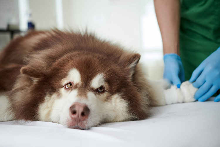 Veterinary oncology