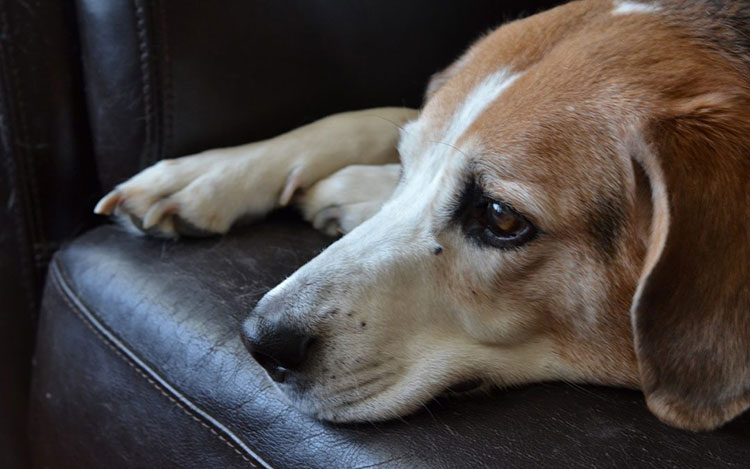 Warrior at Rest
