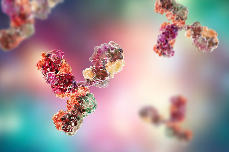 antibody manufacturing