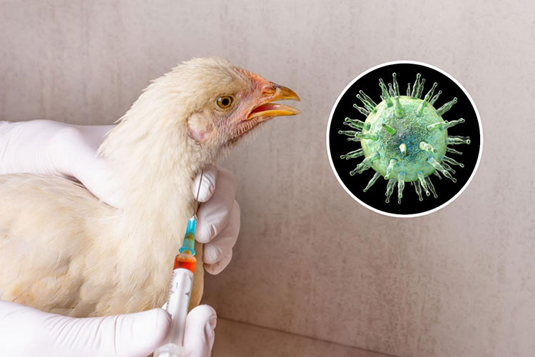 avian flu vaccine for chicken