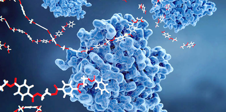 enzymes