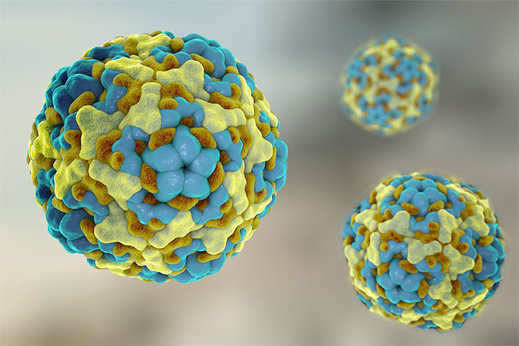 foot and mouth disease vaccine work