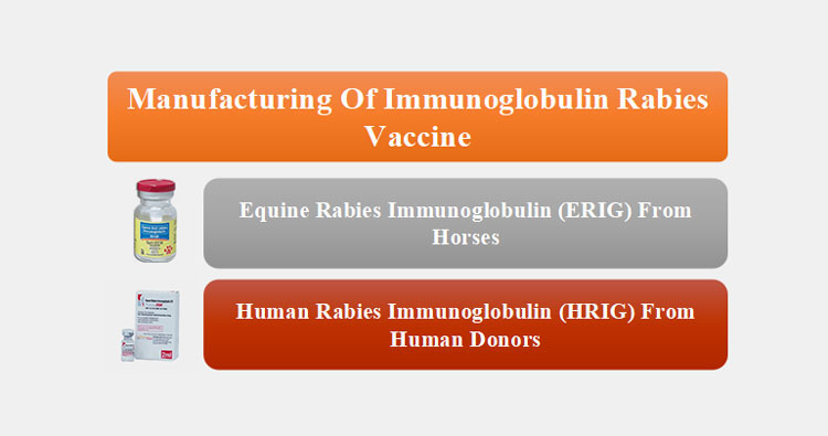 immunoglobulin rabies vaccine