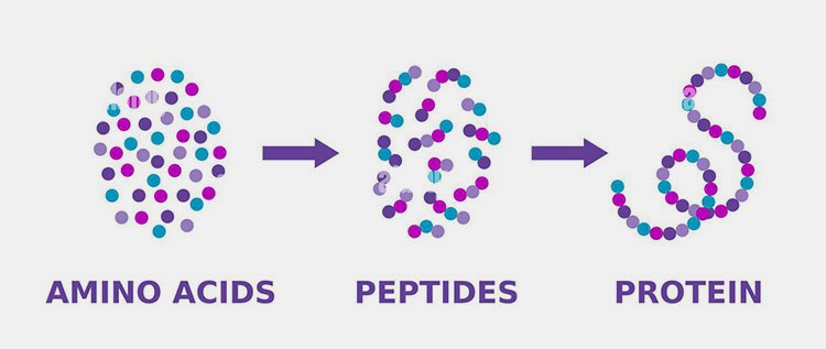 protein manufacturing