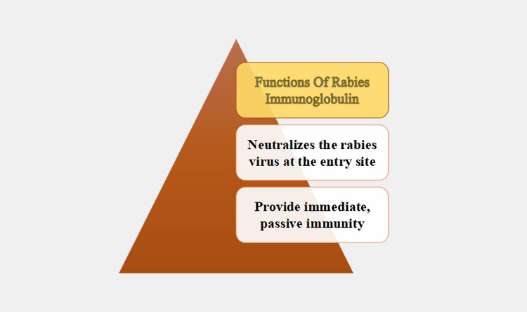 rabies immunoglobulin-1