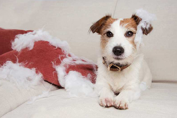 Paying-attention-to-the-behavior-of-dogs