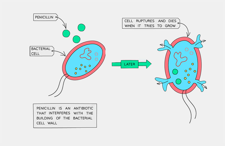 Antibiotic solution working