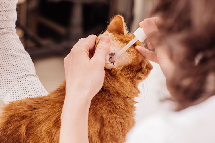 Apply the ear drops gently