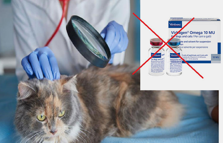 Bacterial infections be treated by interferon for cats