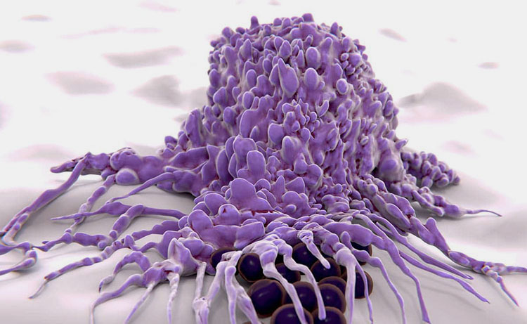 Boosting the immune response