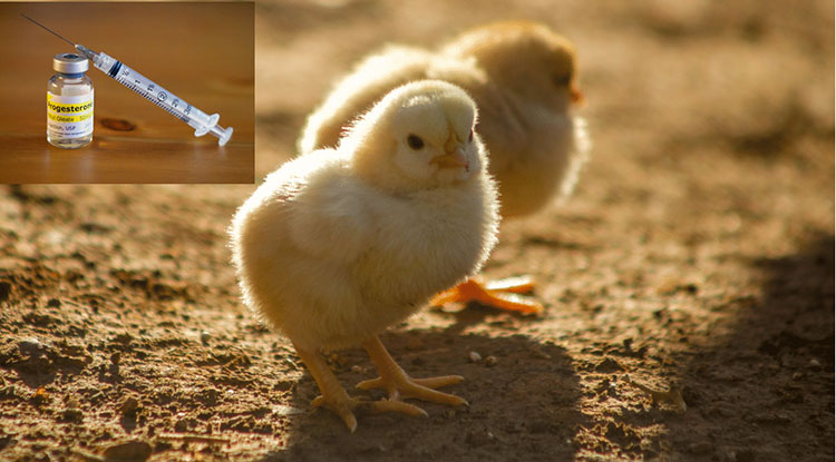 Broiler chicken hormone injection effect growth of chicks