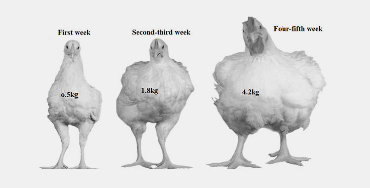 Broiler chicken hormone injection show response