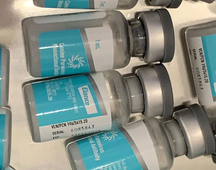 Canine Parvovirus Monoclonal Antibody Is Packaged In Vials