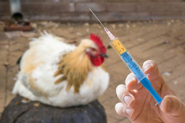 Chicken Hormone Injection-1