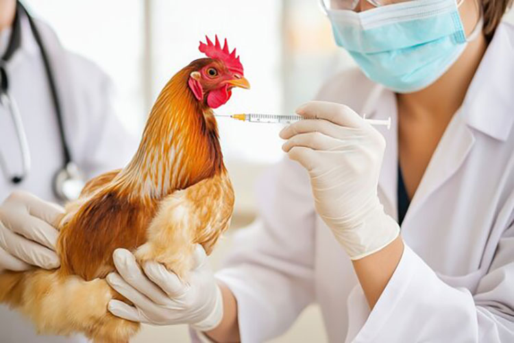 Chicken Hormone Injection