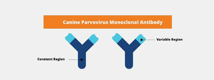 Chimeric monoclonal antibody