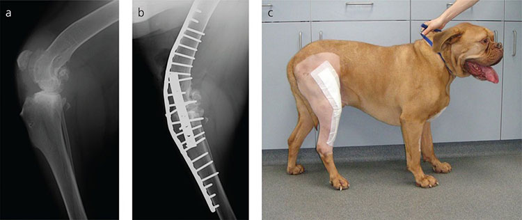 Chronic pain from osteoarthritis
