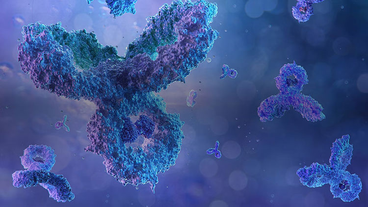 Designing the antibody