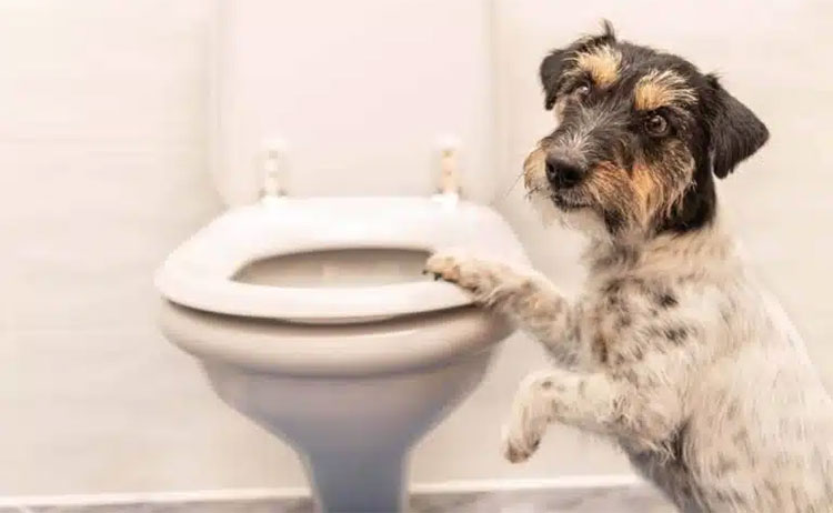 Dismissal of virus in feces