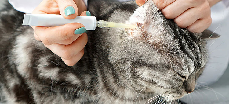 Ear drops for cats