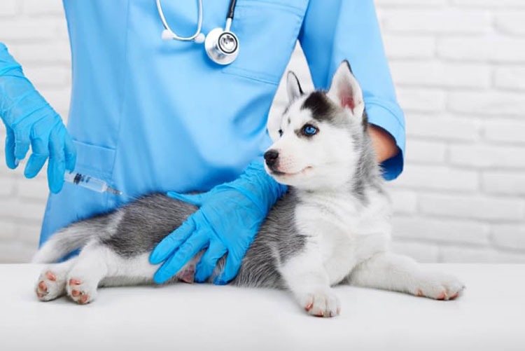 Expiration Of Canine Parvovirus Monoclonal Antibody