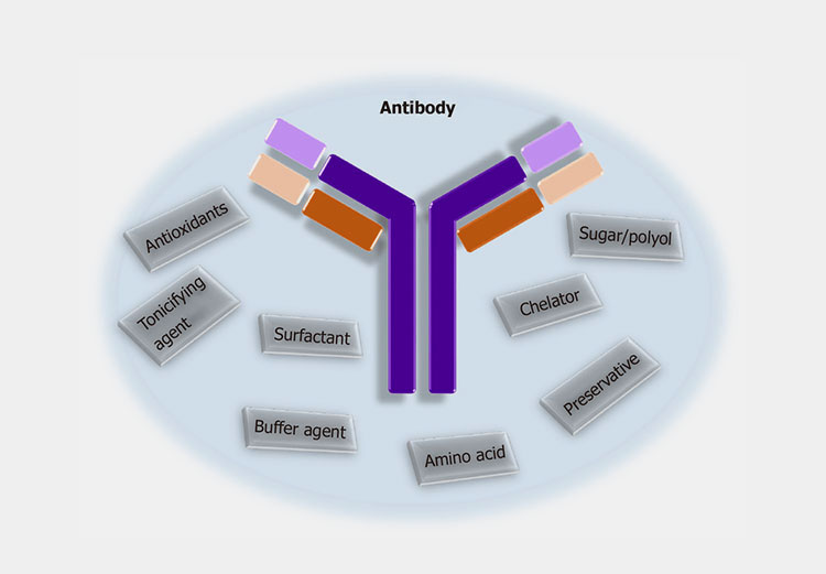 Formulating the antibody