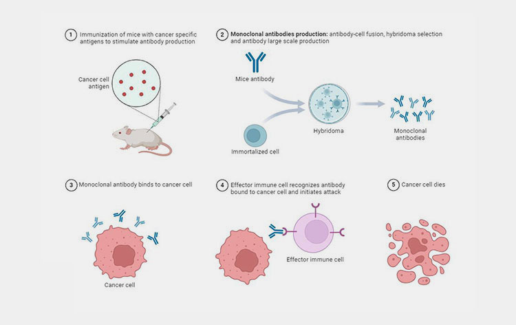 Fully caninized monoclonal antibodies