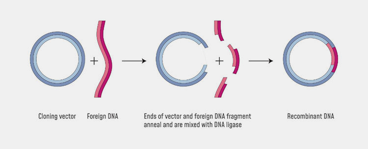 Gene cloning