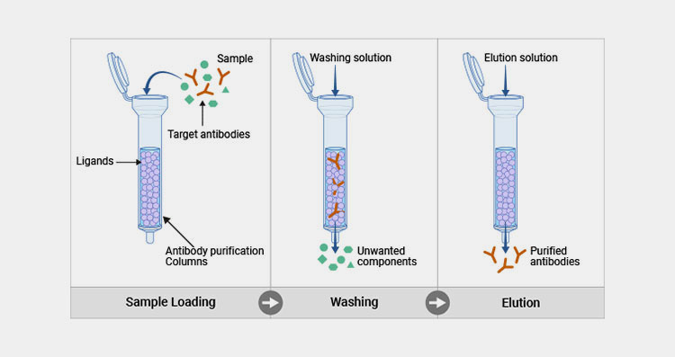 Harvesting the antibodies