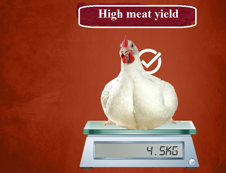 High meat yield