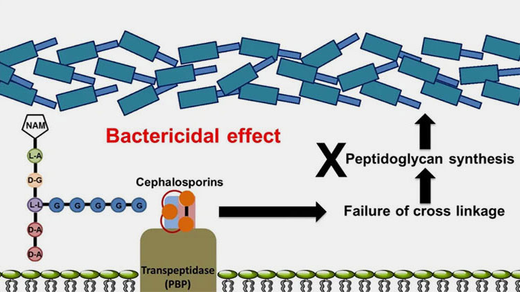 How Cephalexin Works