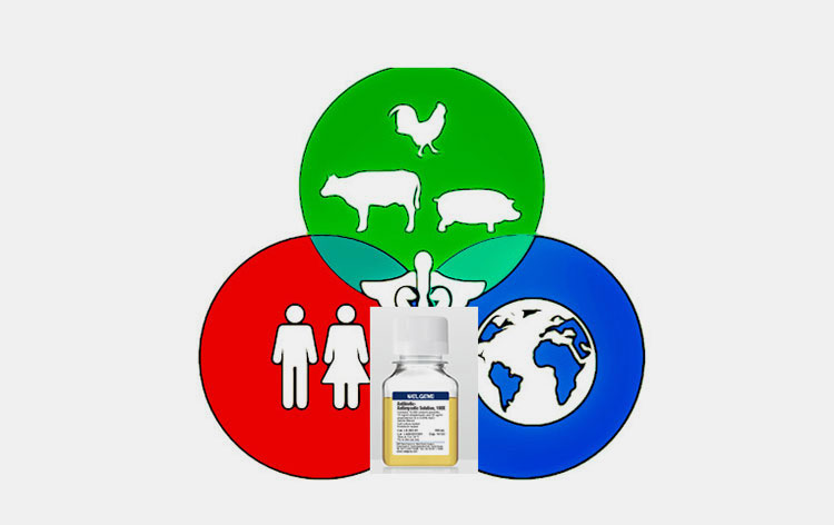 Human antibiotic solution on animals
