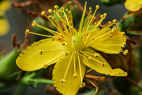 Hypericum perforatum