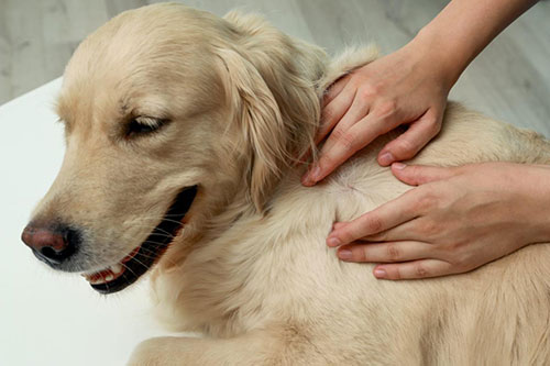 Injection site reaction