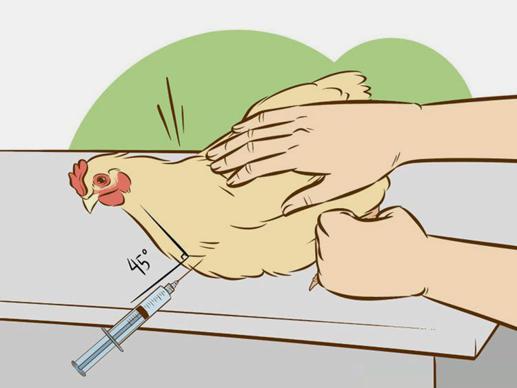 Intramuscular Injection Way