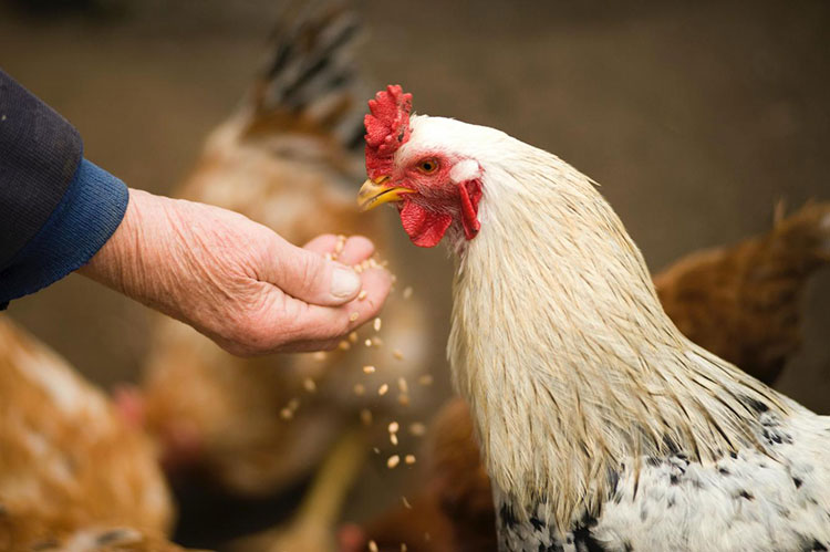 Less Need for Feed