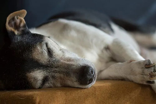 Lethargy or fatigue