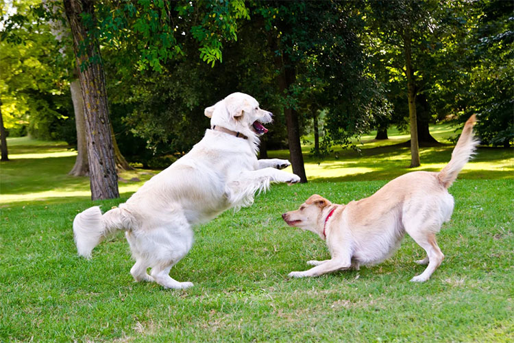 Liquid Collagen For Dogs Can Make Strong Bones