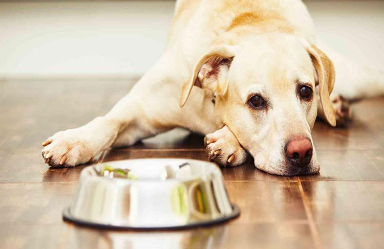 Low appetite