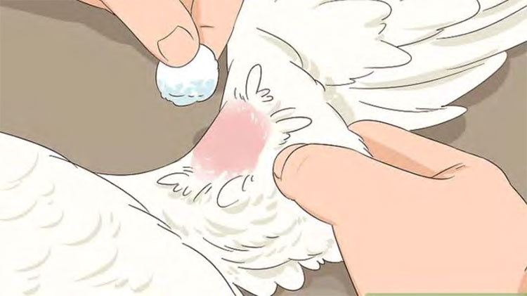 Maintain hygiene
