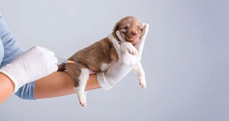 Making Of Canine Parvovirus Monoclonal Antibody