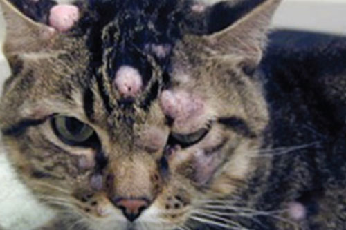 Mast cell tumors