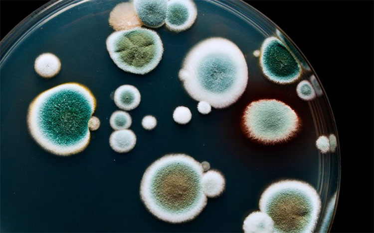 Microbial Contamination