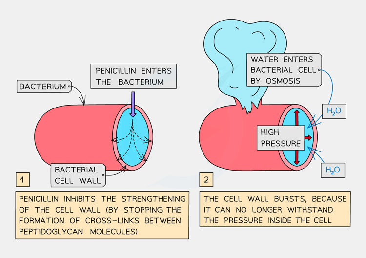Penicillin work-6