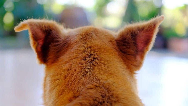 Polysporin Ear Drops For Pets