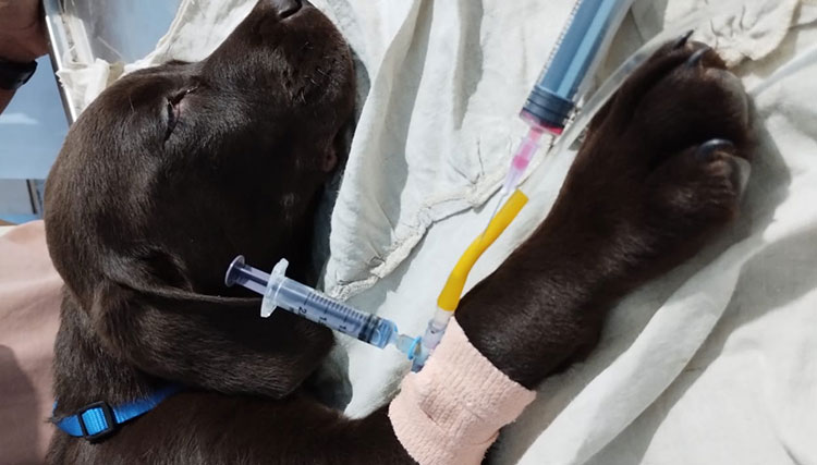 Precautions Of Administering Canine Parvovirus Monoclonal Antibody