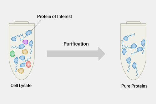 Protein purification