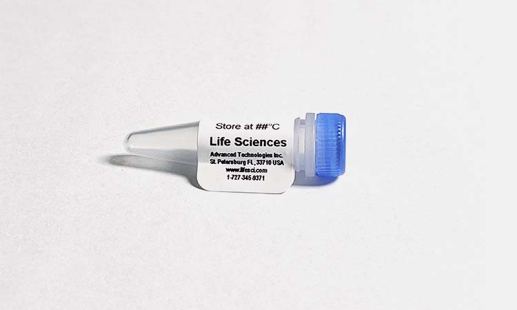 RNase H