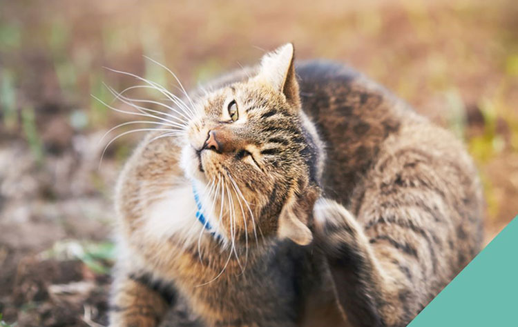 Scratching at the ear